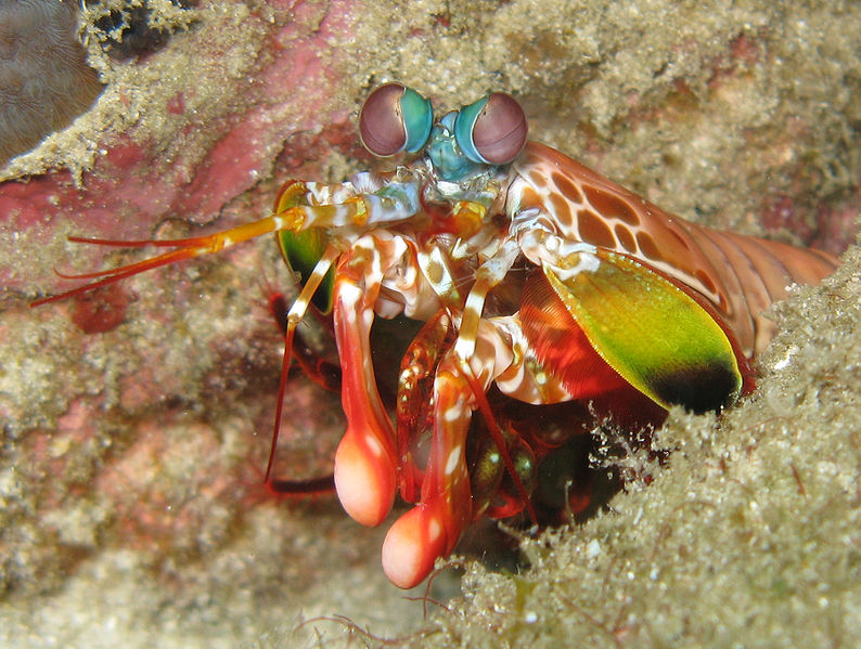 Odontodactylus Scyllarus mantis shrimp